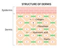 Structure cells of dermis illustration isolated on white background. skin and health care concept